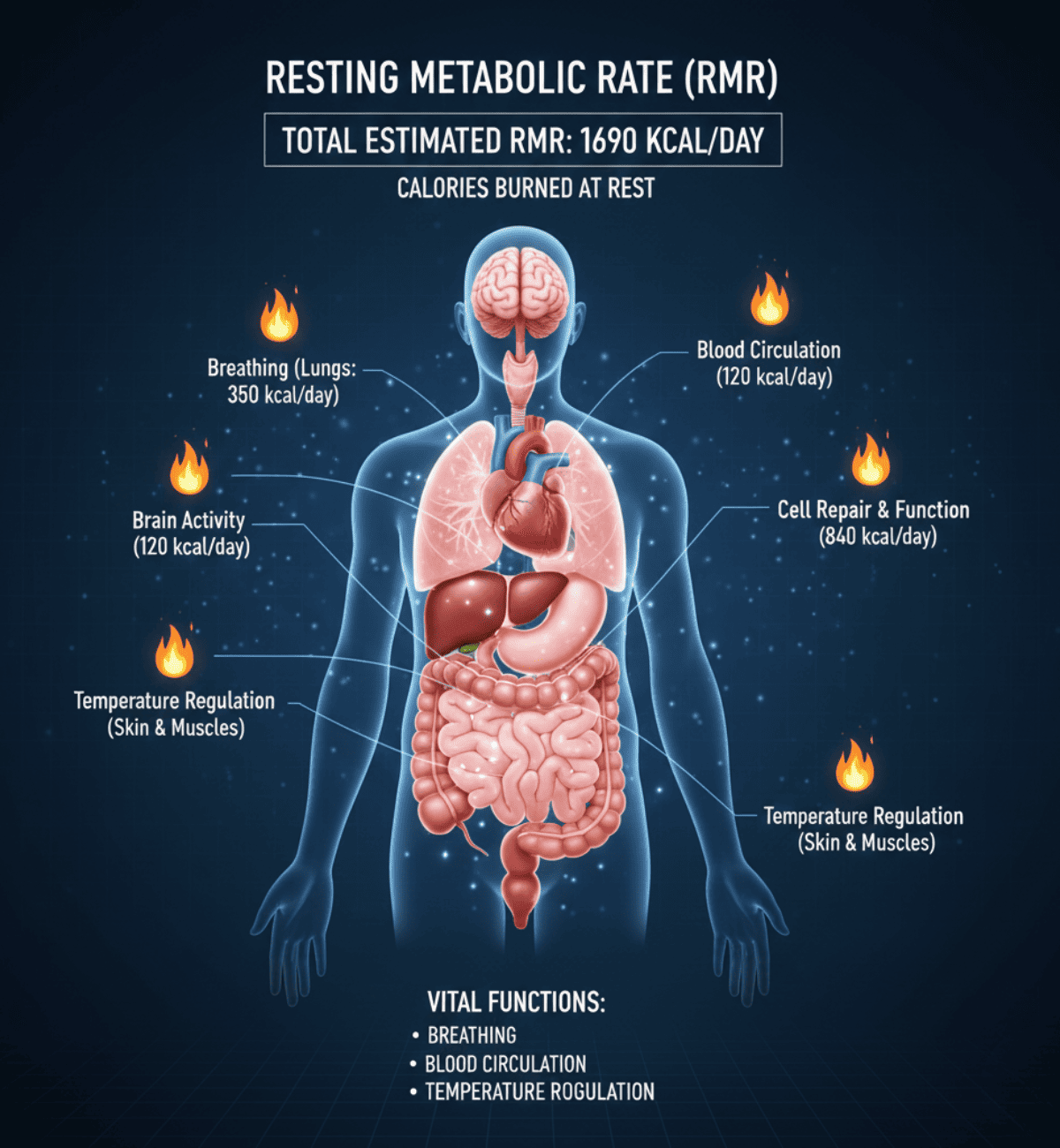 Metabolic Rate Assessment